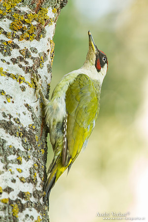 Groene Specht / Green Woodpecker - Tiszagyenda