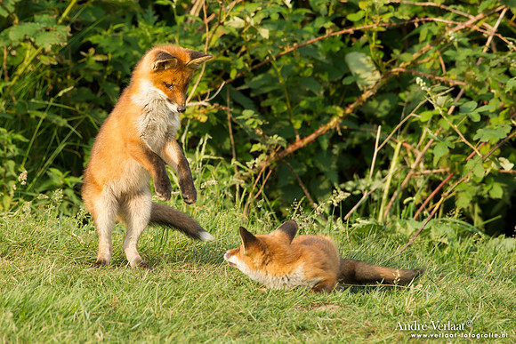 Vos / Red Fox - Zoetermeer