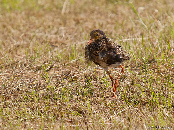 Kemphaan / Ruff - Zeevang