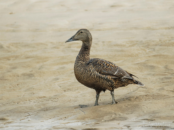 Eider / Eider - Texel