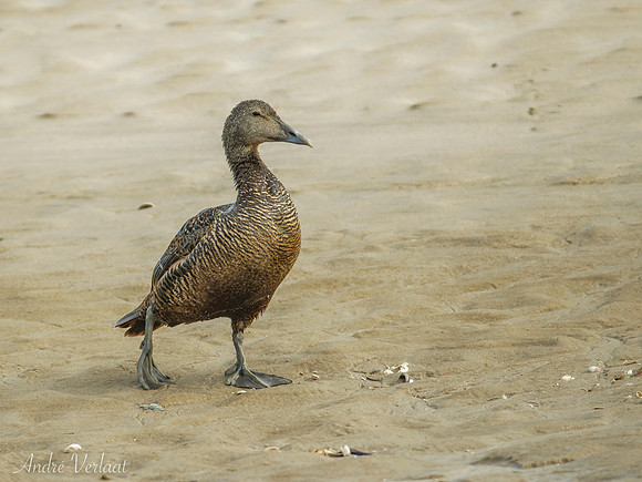 Eider / Eider - Texel