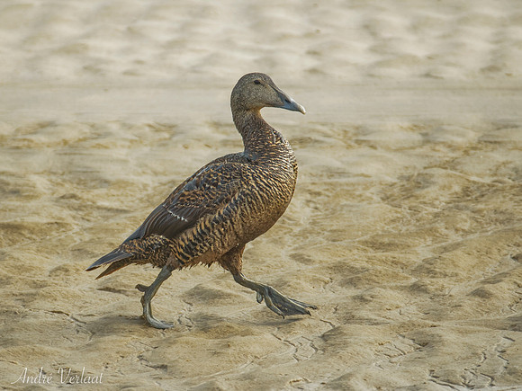 Eider / Eider - Texel