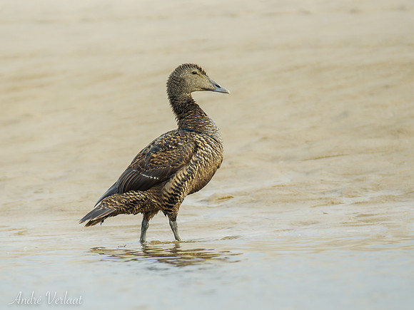 Eider / Eider - Texel