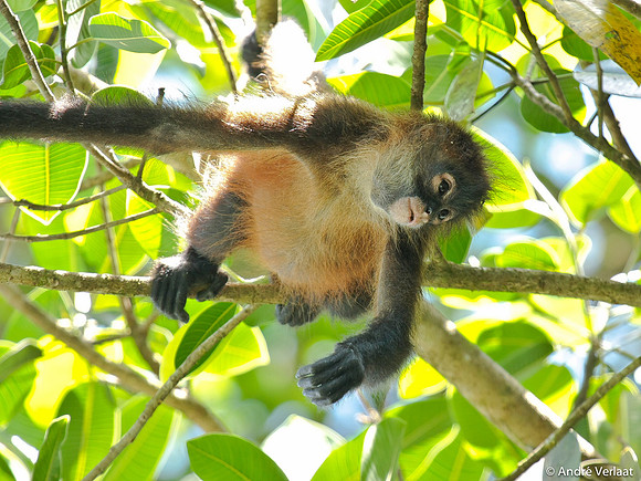 Slingeraap / Spider Monkey - Corcovado NP, Costa Rica