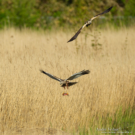 Bruine Kiekendief / Western Marsh Harrier