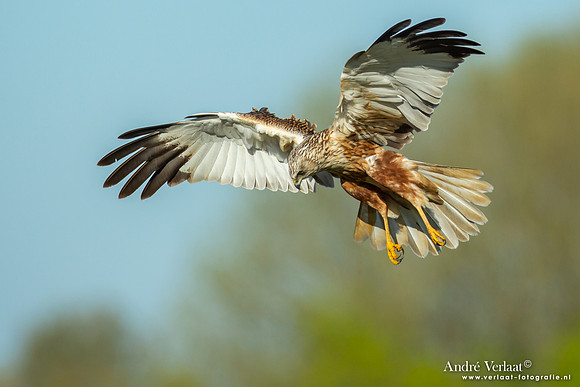Bruine Kiekendief / Western Marsh Harrier