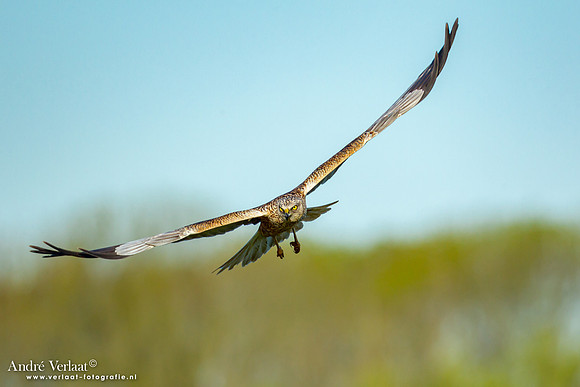 Bruine Kiekendief / Western Marsh Harrier