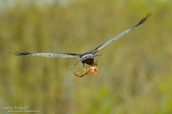 Bruine Kiekendief / Western Marsh Harrier