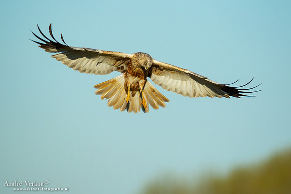 Bruine Kiekendief / Western Marsh Harrier