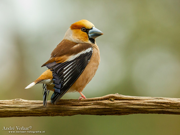 Appelvink / Hawfinch - Holten