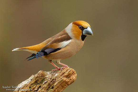 Appelvink / Hawfinch - Holten