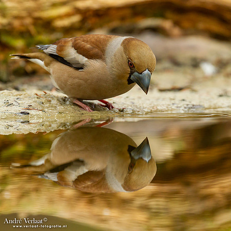 Appelvink / Hawfinch - Holten