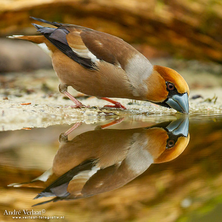 Appelvink / Hawfinch - Holten