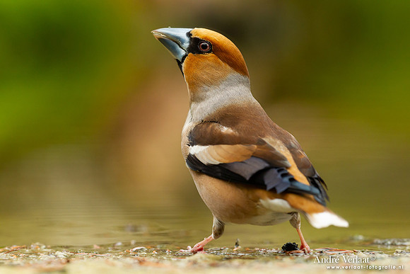Appelvink / Hawfinch - Holten