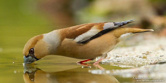 Appelvink / Hawfinch - Holten