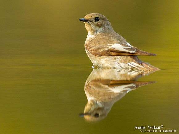 Bonte Vliegenvanger / Pied Flycatcher - Holten