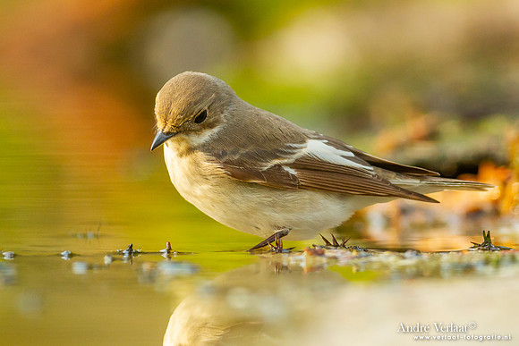 Bonte Vliegenvanger / Pied Flycatcher - Holten