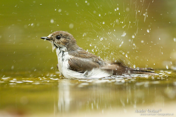 Bonte Vliegenvanger / Pied Flycatcher - Holten