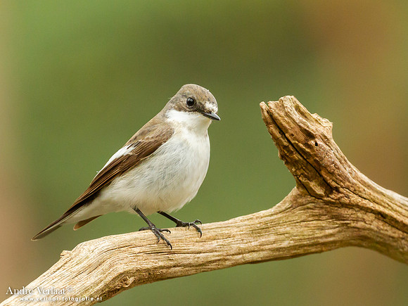 Bonte Vliegenvanger / Pied Flycatcher - Holten