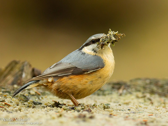 Boomklever / Nuthatch - Holten