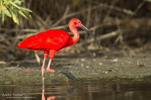 Rode Ibis / Scarlet Ibis - Bigi Pan