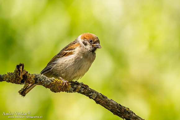 Ringmus / Tree Sparrow - Tiszagyenda