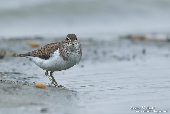 Oeverloper / Sandpiper - Den Helder