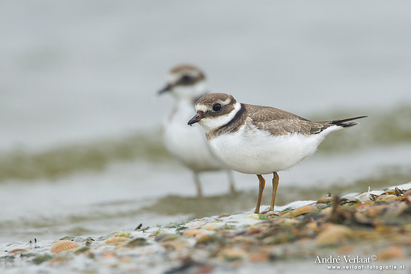 Bontbekplevier / Ringed Plover - Den Helder