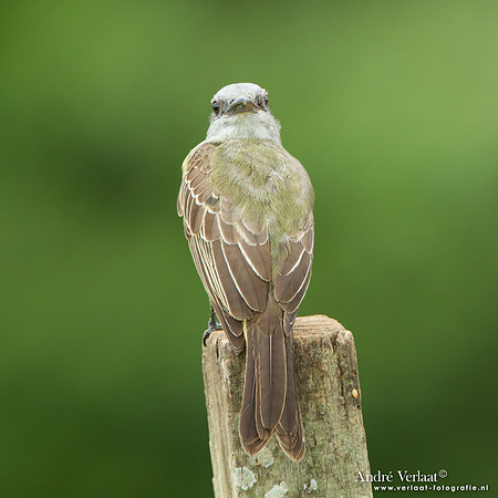 Tropische Koningstiran / Tropical Kingbird - Peperpot