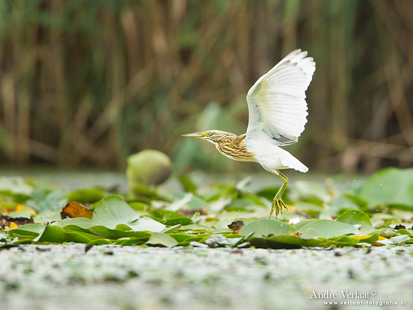 Ralreiger / Squacco Heron - Hortobagyi Nemzet Park