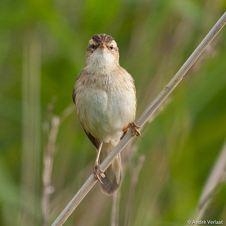 Rietzanger / Sedge Warbler - Egboetswater