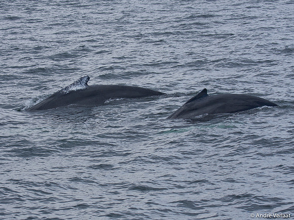 Bultrug / Humpback Whale - Cape Cod, USA