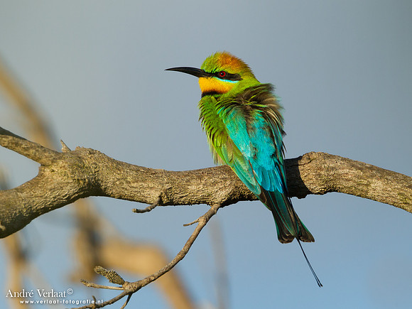 Regenboogbijeneter / Rainbow Bee-eater - Fraser Island