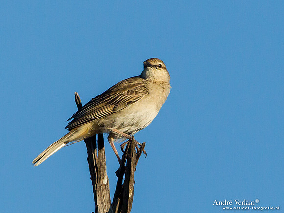 Roodstuitgrasvogel / Rufous Songlark - Bowra Sanctuary
