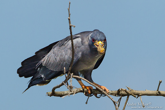 Slakkenwouw / Snail Kite - Bigi Pan