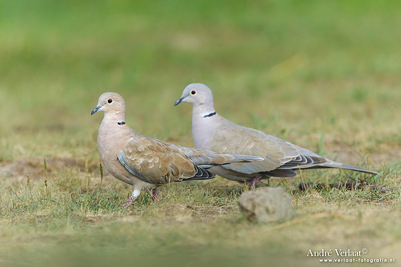 Turkse Tortel / Collared-Dove- Tiszagyenda