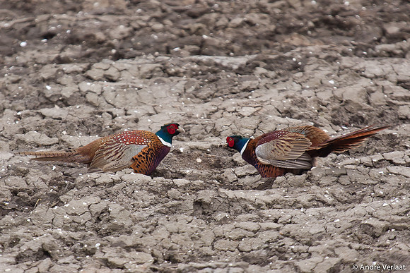 Fazant / Pheasant - Wieringermeer