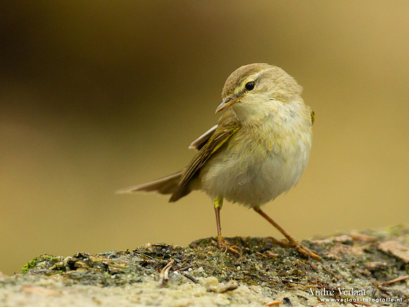 Fitis / Willow Warbler - Holten