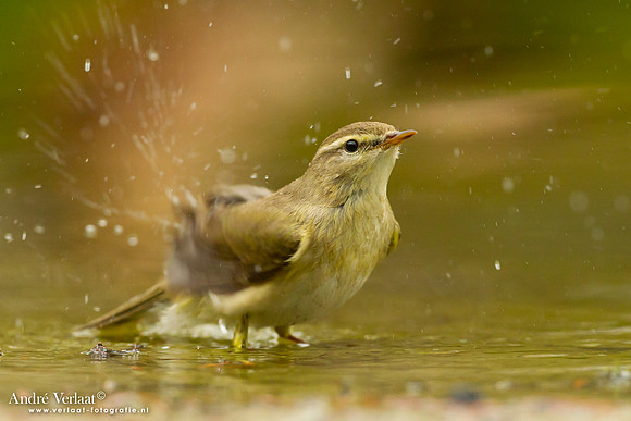 Fitis / Willow Warbler - Holten