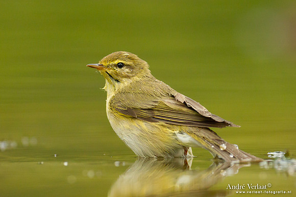 Fluiter / Wood Warbler - Holten