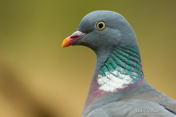 Houtduif / Wood-Pigeon - Holten