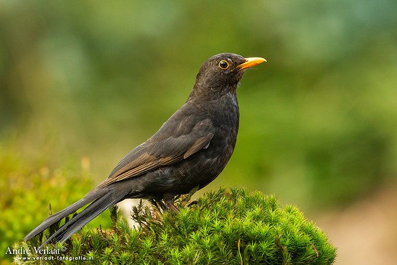Merel / Blackbird- Holten