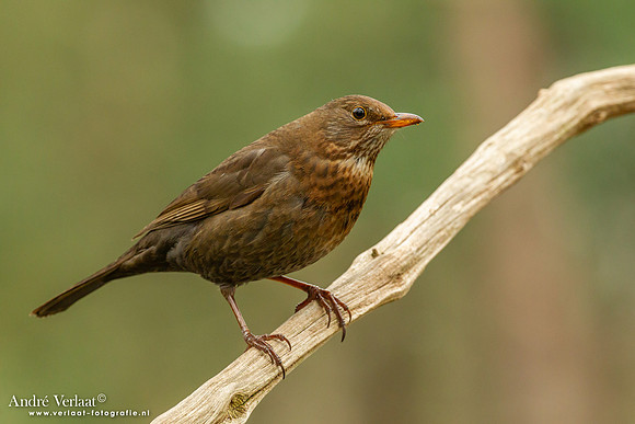 Merel / Blackbird- Holten