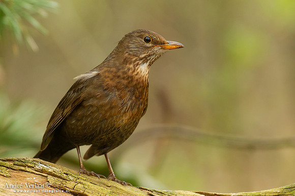 Merel / Blackbird- Holten