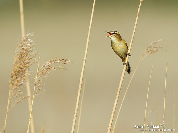 Rietzanger / Sedge Warbler - Hoogwoud
