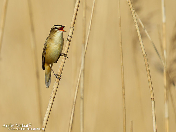 Rietzanger / Sedge Warbler - Hoogwoud