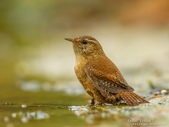 Winterkoning /  Winter Wren - Holten