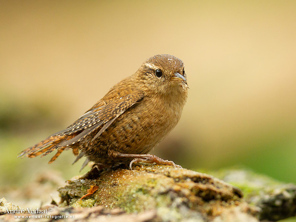 Winterkoning /  Winter Wren - Holten