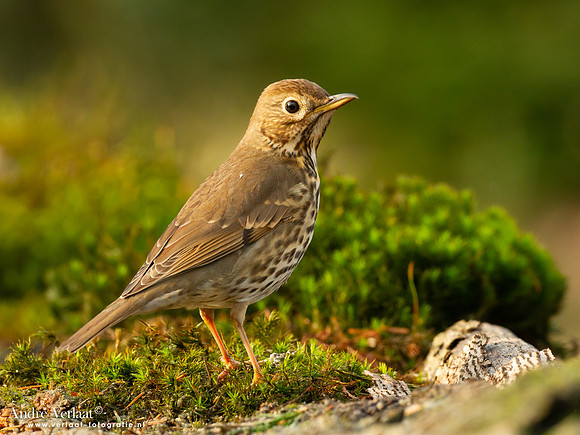 Zanglijster / Song Thrush - Holten