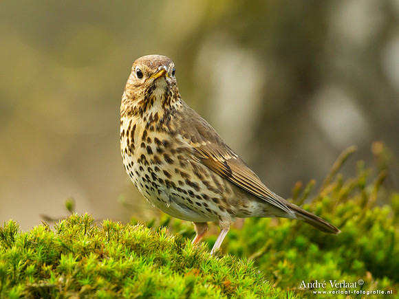 Zanglijster / Song Thrush - Holten